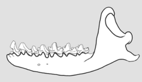 Nesophontes major