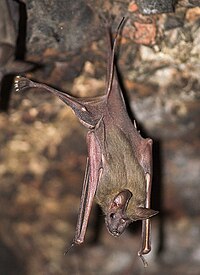 Greater mouse-tailed bat Species of bat