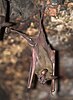 Greater Mouse Tailed bat (Rhinopoma microphyllum).jpg