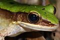 Green Cascade Frog (Odorrana chloronota) 大綠蛙5.jpg