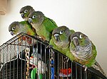 Green Cheeked Conure Family.jpeg