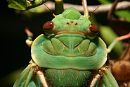 Green Grocer Cicada close up.jpg