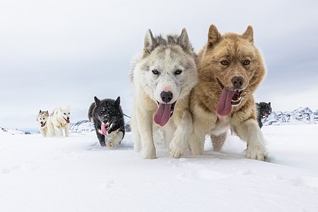Huskies sled dogs in Kulusuk, Greenland