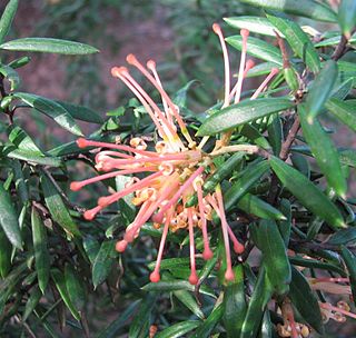<i>Grevillea</i> Poorinda Queen Flowering plant cultivar