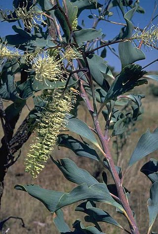 <i>Grevillea dimidiata</i> Species of shrub in the family Proteaceae native to Australia
