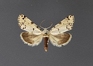 <i>Grotella soror</i> Species of moth