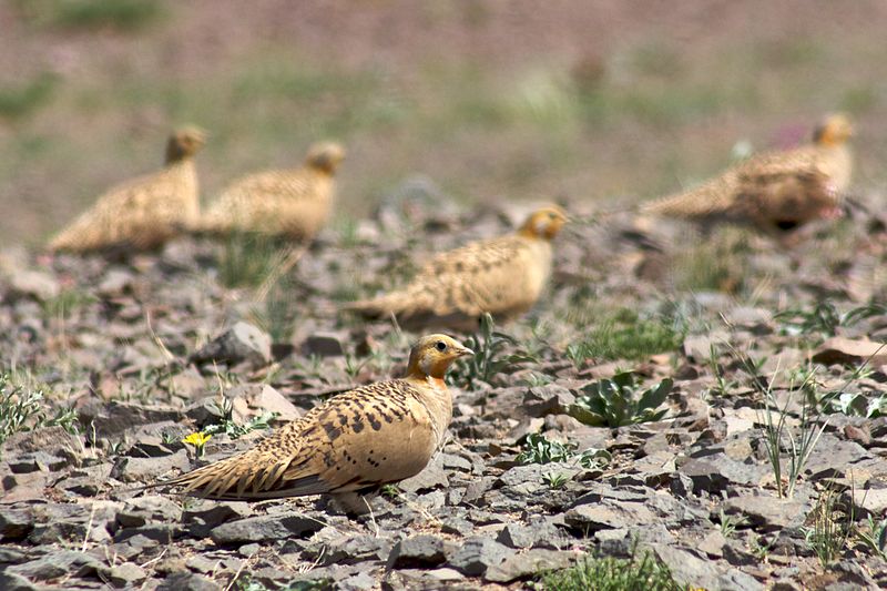 File:Groupe de Syrrhaptes paradoxal, désert de Gobi.jpg