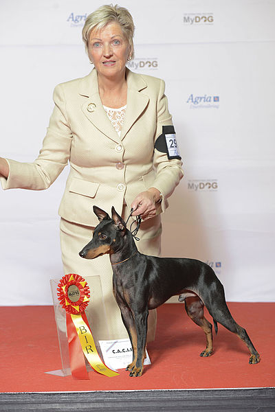File:Grupp 3, ENGLISH TOY TERRIER, DK UCH NO UCH NORD JV-14 SE UCH X-Pected Dine Mites Ulysses (23942381289).jpg
