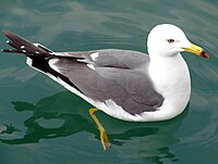 Black tailed. Larus crassirostris (чернохвостая Чайка). Чернохвостая Чайка Дальневосточный. Японская Чайка. Птицы Японии.