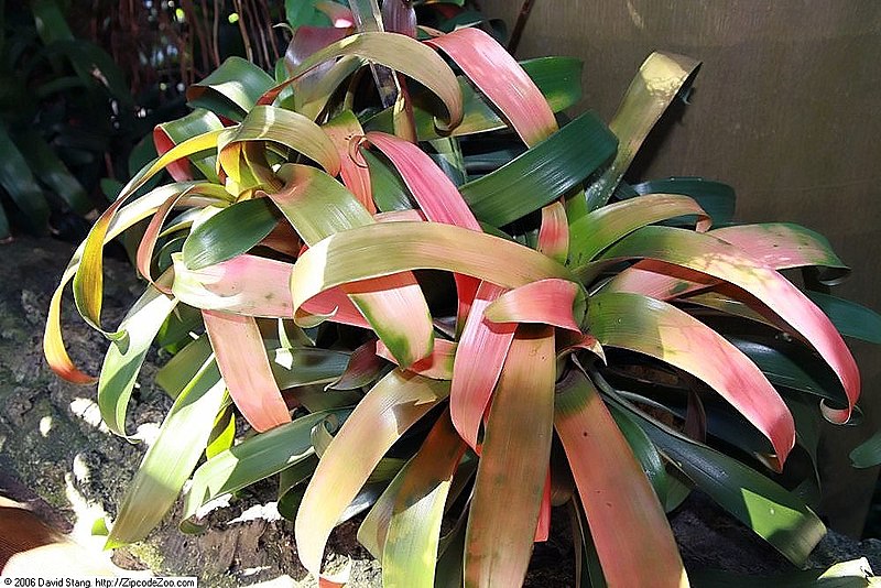 File:Guzmania sanguinea brevipedicellata 1zz.jpg