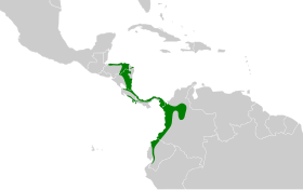Distribución geográfica del hormiguero bicolor.