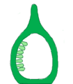 Corte longitudinal de la placentación parietal.