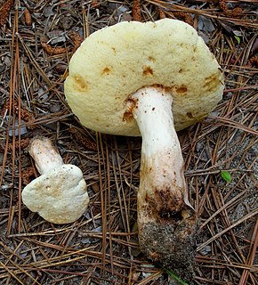 <i>Gyroporus subalbellus</i> species of fungus