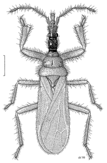 Enicocephalidae Family of true bugs