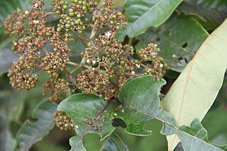 <i>Harungana madagascariensis</i> Species of flowering plant