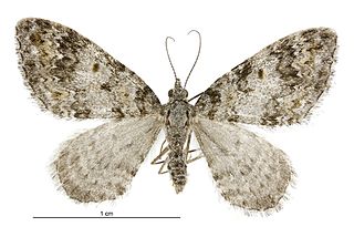 <i>Helastia plumbea</i> Species of moth endemic to New Zealand