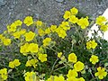 Helianthemum nummularium