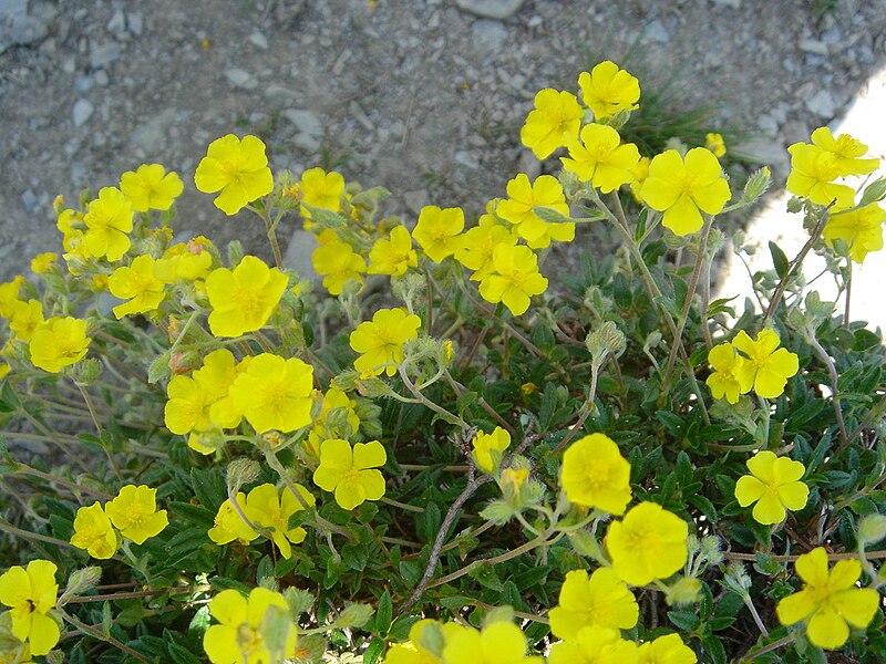 File:Helianthemum nummularium 1.jpg