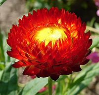 Xerochrysum bracteatum - Wikipedia, la enciclopedia libre