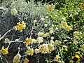 Helichrysum orientale