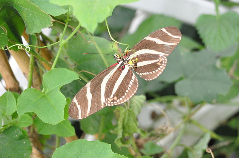 File:Heliconius charitonius qtl1.jpg