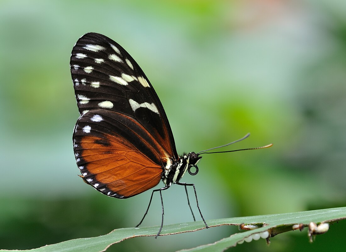 Heliconiinae