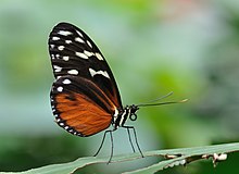 A tiger longwing butterfly (Heliconius hecale) - note the clubbed antennae and slender body Heliconius hecale qtl1.jpg