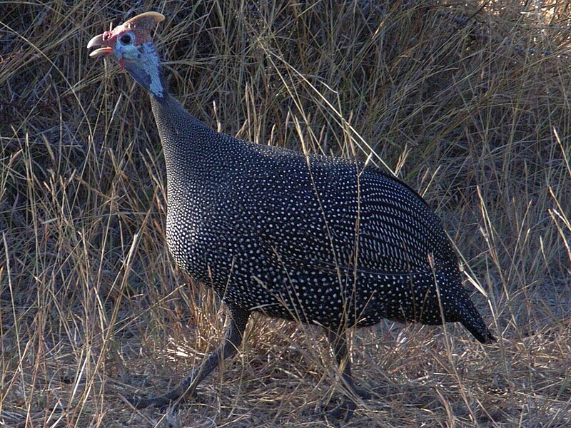 File:Helmeted guineafowl kruger00.jpg