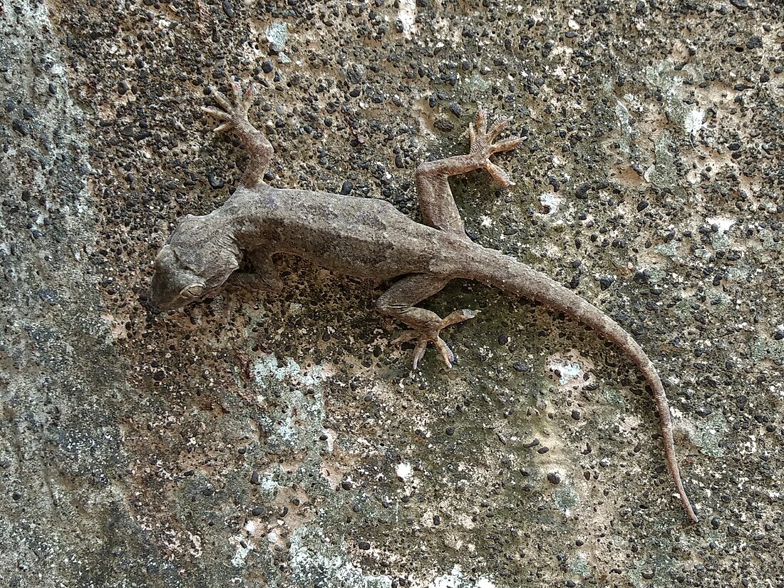 Leschenault's leaf-toed gecko