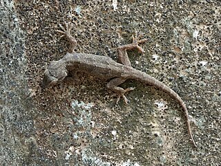 Leschenaults leaf-toed gecko Species of lizard