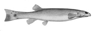 <i>Henonemus</i> Genus of fishes