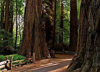 Henry Cowell Redwoods State Park California state park in the United States