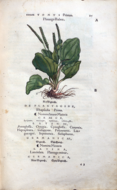 Herbarum vivae eicones-1-03-025.png