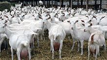 Herd of goats Saanen.JPG