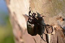 Hermit Flower Beetle (Osmoderma eremicola) (14819503321) .jpg