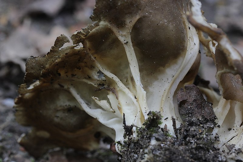 File:Herten 14.05.2017 Cabbage Leaf Helvella - Helvella acetabulum (35171660765).jpg