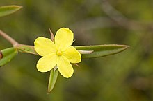 Hibbertia salicifolia.jpg