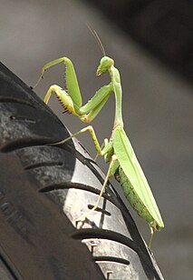 <i>Hierodula quinquepatellata</i> Species of praying mantis