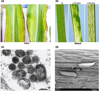 <i>High Plains wheat mosaic emaravirus</i> Species of virus