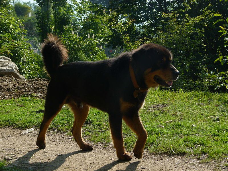 File:Himalayan sheep dog 1.jpg