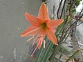 * Nomination: Hippeastrum. --RockyMasum 04:12, 4 August 2018 (UTC) * * Review needed