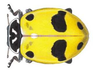 <i>Hippodamia glacialis</i> Species of beetle