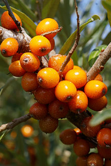 hippophae