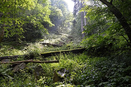 Hirschgrund Blick hinauf