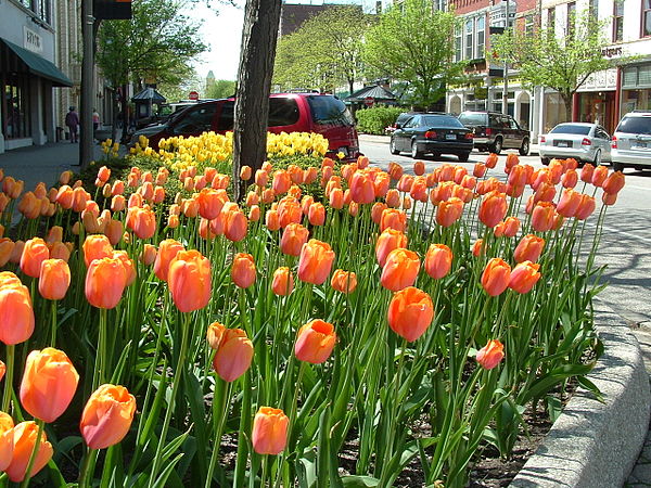 Tulip beds in downtown