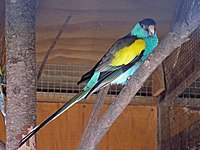 Parrot, Hooded ♂ Psephotus dissimilis