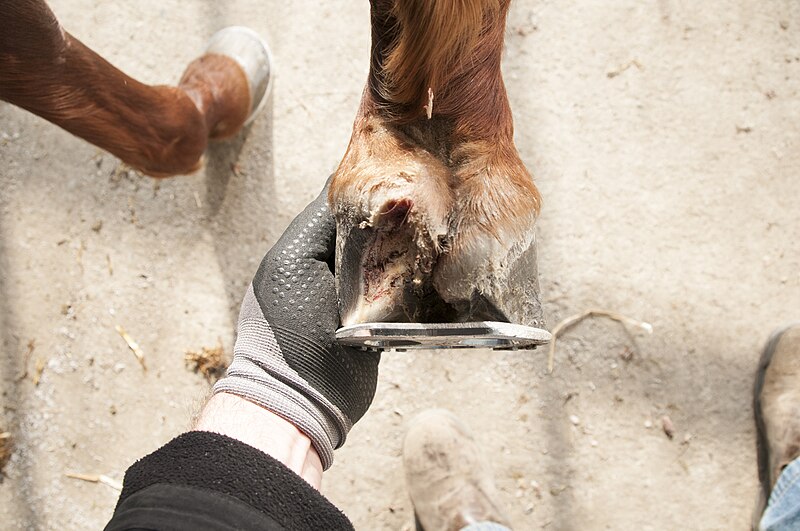 File:Hoof desease.jpg