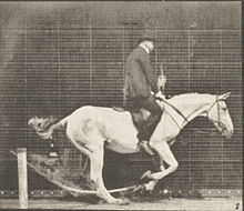Horse Pandora jumping hurdle, saddled with a rider, knocki 