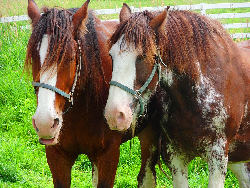 File:Horses (7715137296).jpg