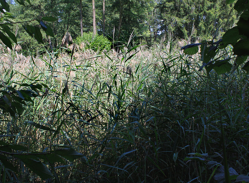 File:Hrádecká bahna nature monument 3.jpg